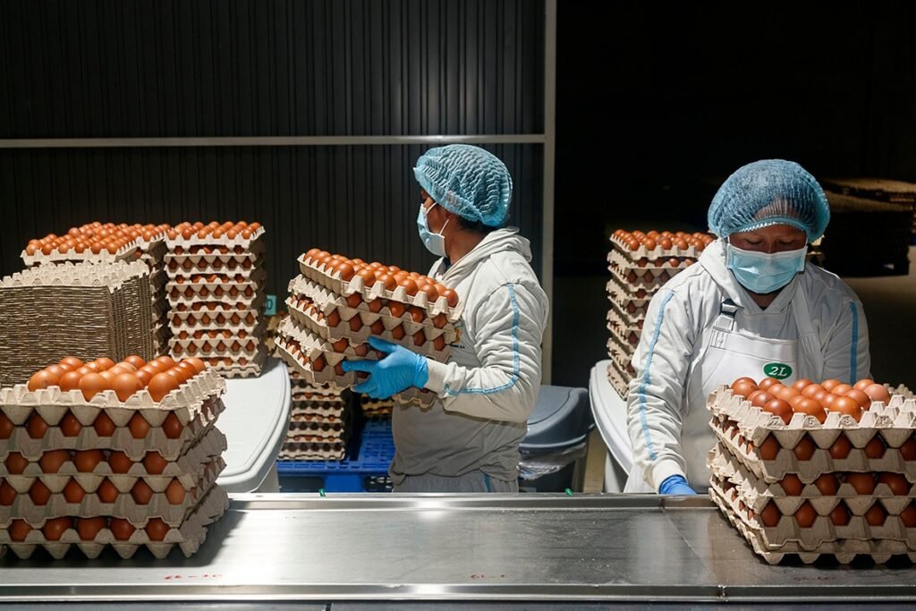 CONVOCATORIA MASIVA PARA TRABAJAR EMPACANDO HUEVOS |POSTULA